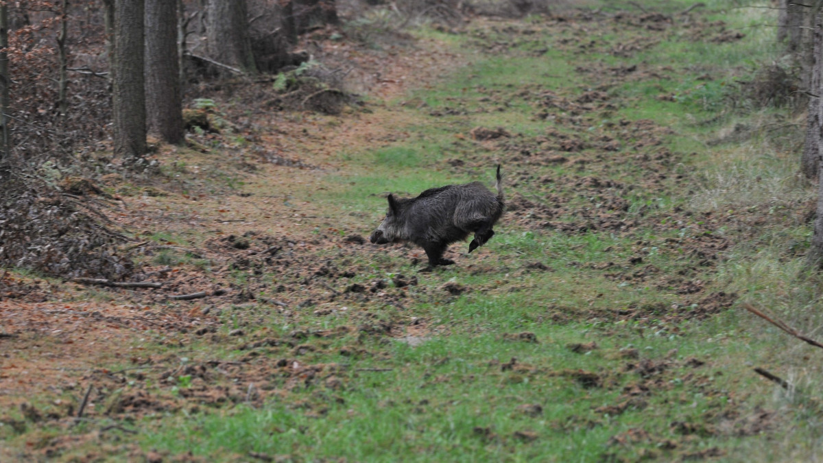 Aufpassen Im Meerd Rfer Wald Wird Gejagt Regionalheute De