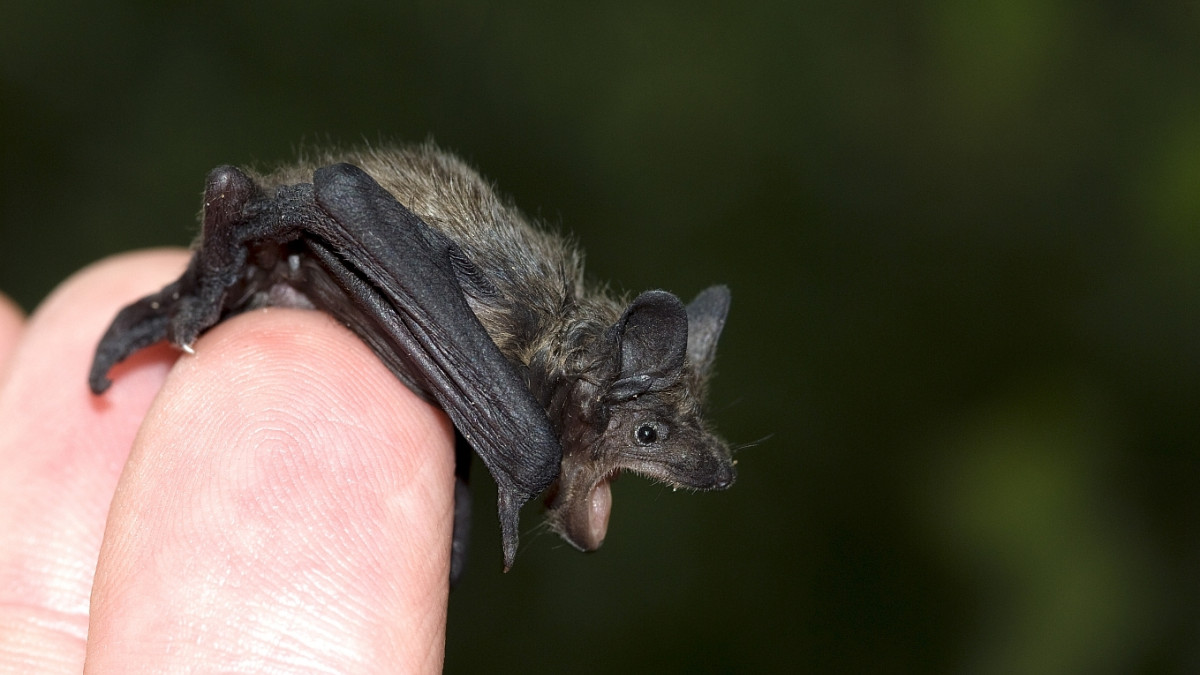 Vortrag Fledermäuse Jäger der Nacht regionalHeute de