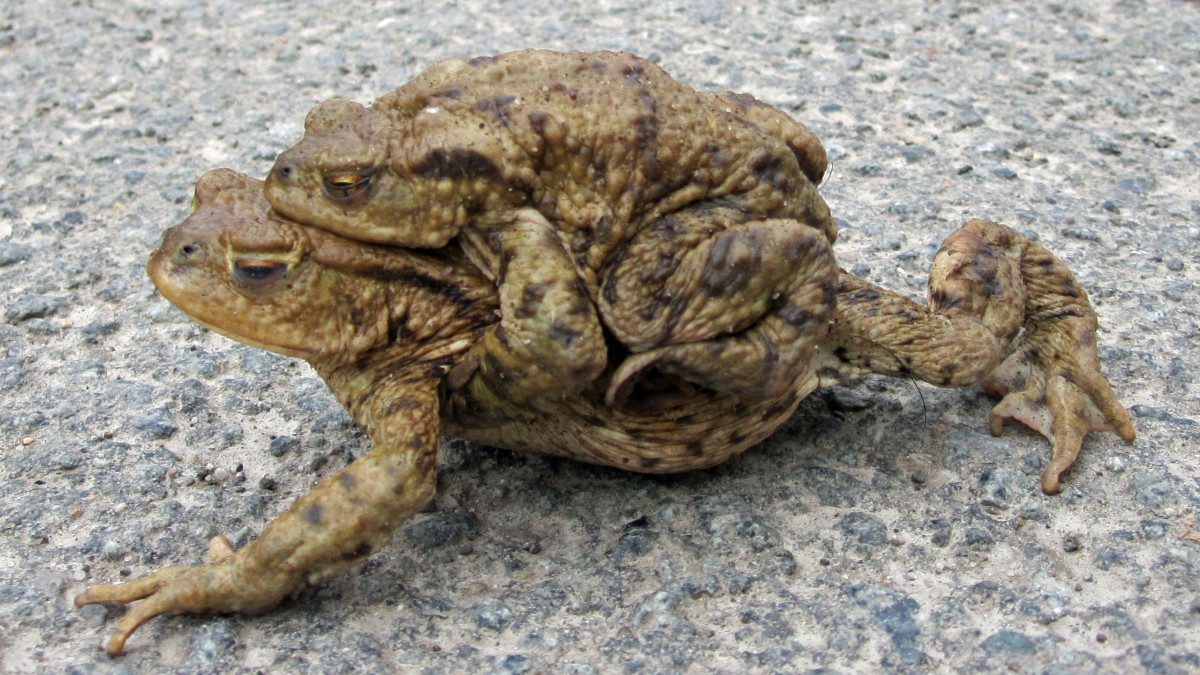 Bald Amphibienwanderung NABU Wolfenbüttel lädt zum Treffen