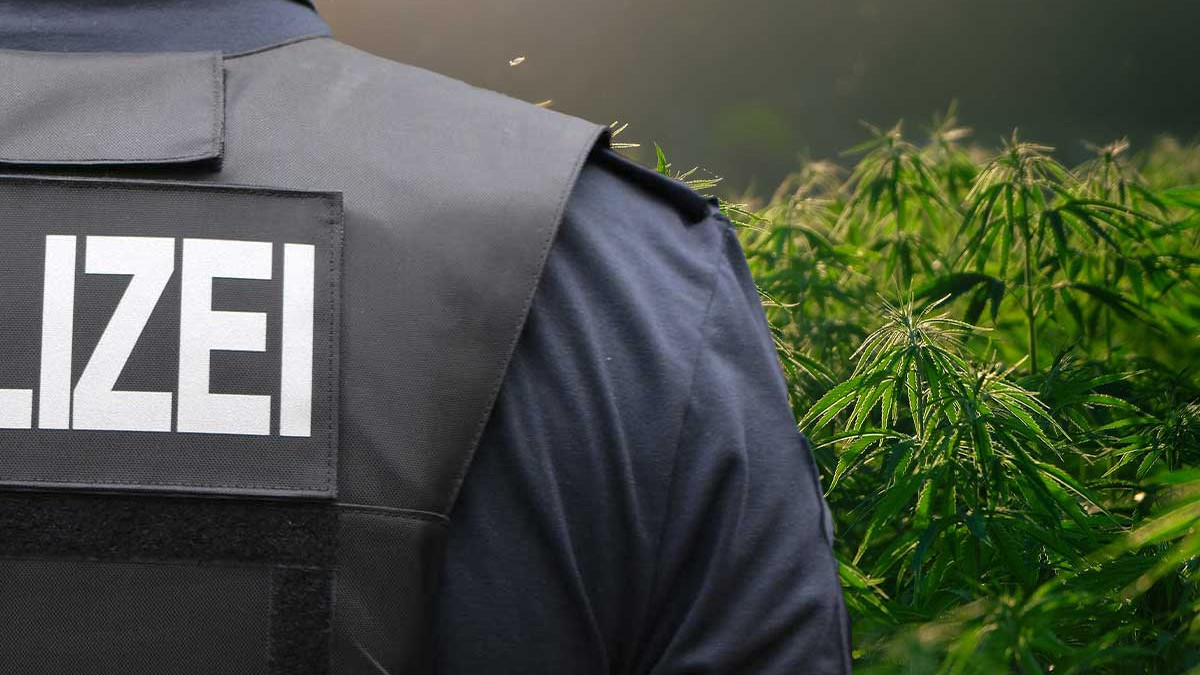 Marihuana Plantage In Helmstedt Entdeckt M Nner In U Haft