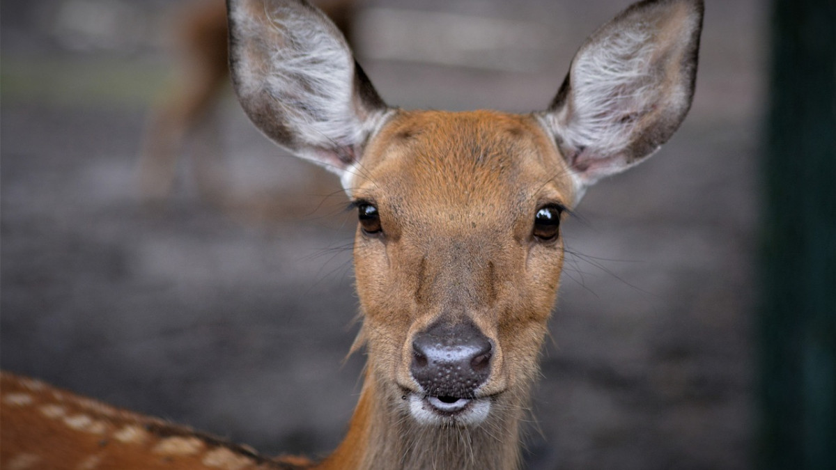 Wenn Tiere auf Straße laufen So verhält man sich richtig