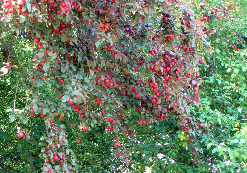 Weiße Würmer In Der Speisekammer - Raupen an der decke - kuschelige
