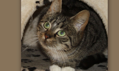 Fotos: Tierschutzzentrum Ribbesbüttel