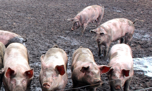 Die afrikanische Schweinepest droht auch in unserer Region Einzug zu halten. Symbolfoto: Archiv
