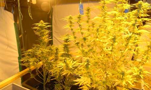 Im Keller des 31-jährigen Mannes konnte eine professionell errichtete Cannabispflanzen-Plantage in zwei separaten Räumen festgestellt werden. Foto: Polizeiinspektion Gifhorn