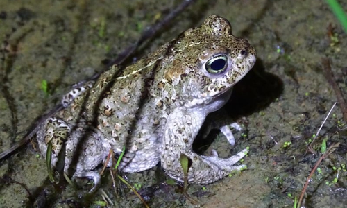 Die Kreuzkröte vergräbt sich gerne im sandigen Boden der Gewässer. Im Landkreis Wolfenbüttel findet die Kreuzkröte nur in den Herzogsbergen einen Platz zum Leben. 
Foto: Manfred Wenst