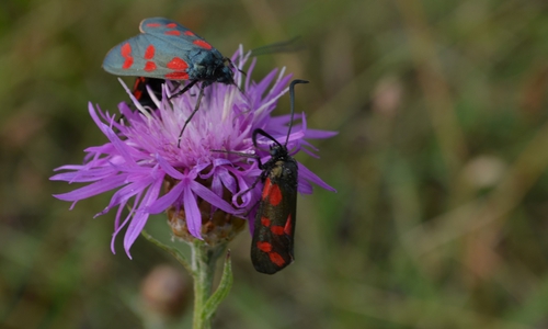 Kleine Forscher sind am 13. August herzlich eingeladen, den Ösel bei Neindorf zu erkunden.Foto: NABU