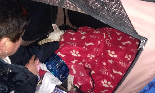 Nach der Aufregung konnte Jule sich wieder entspannen. Foto: Hundehalter