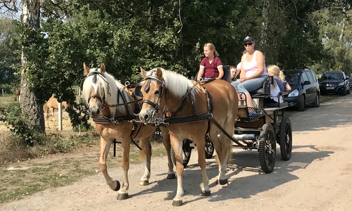 Die Teilnehmer des Kurses hatten viel Spaß. Hier wird zweispännig mit einem Marathonwagen und zwei Haflingern gefahren. Foto: Privat