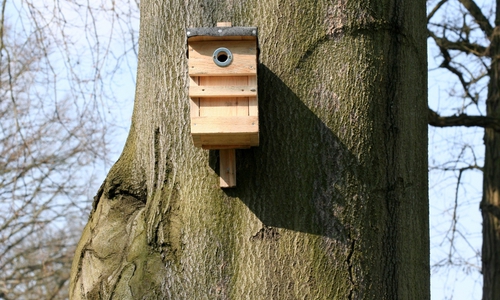 Ein Nistkasten aus Holz kann mit etwas Geschick selbst gebaut werden. Foto: NABU/H. May

  