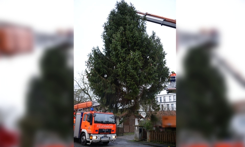 Die Feuerwehr hat gestern die Weihnachtsbäume in Fallersleben aufgestellt. Foto: Feuerwehr Fallersleben