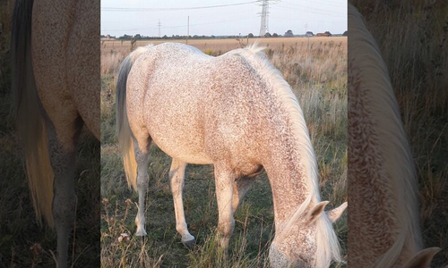 Wallach "Mozart". Foto: Polizei