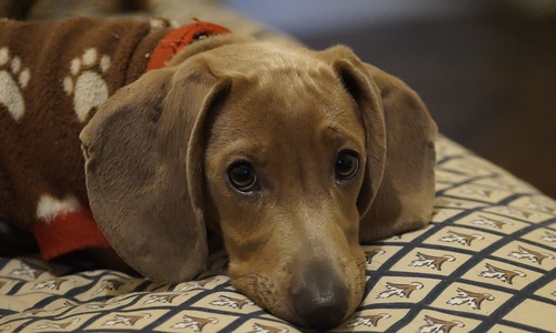 Hundehalter müssen besonders aufpassen, was ihre Hunde am Wegesrand fressen.
Symbolbild: pixabay