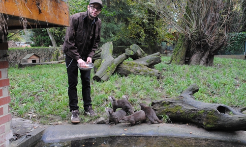 Archivbild von Peter Wilhelm beim Füttern der Otterfamilie.