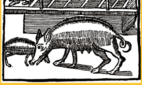 Bei der Beerdigung werfen Schweine die Bahre mit Eulenspiegels Leichnam um (94. Historie). Holzschnitt aus dem ältesten vollständig erhaltenen Eulenspiegel-Buch, gedruckt Straßburg 1515. Foto: Eulenspiegel-Museum

 