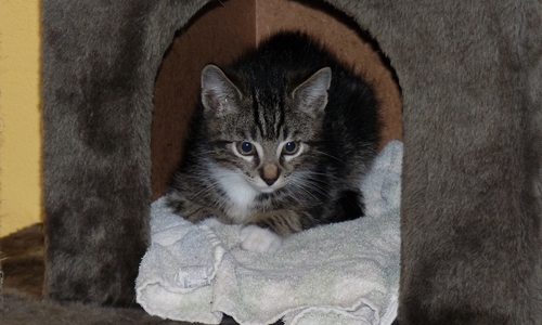 Katzen und andere Haustiere brauchen an Silvester einen Rückzugsort, an dem sie sich sicher fühlen. Quelle: Deutscher Tierschutzbund e.V. / Ehrhardt