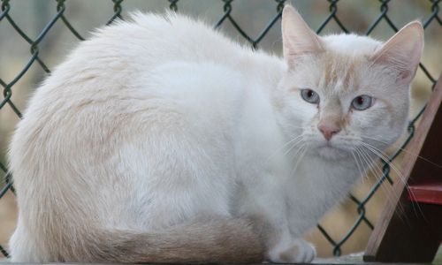  Leonie ist noch sehr scheu und ergreift panikartig die Flucht, wenn man ihr zu nahe kommt. Foto: Tierschutzzentrum Ribbesbüttel