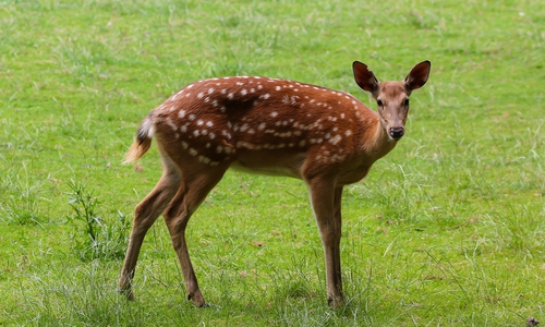 Weniger Rehwildunfälle seit verkürzter Schonzeit. Symbolfoto: pixabay
