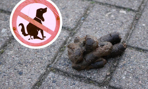 In Goslar wurden Mitarbeiter einer Sicherheitsfirma losgeschickt, um Hundehaufen aufzuspüren und Hundehalter zu verwarnen. Die Versuchsphase aus dem vergangenen Jahr könnte nun fortgesetzt werden. Symbolfoto: Alexander Panknin