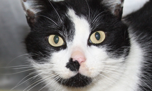 Kater Willie ist verschmust und menschenbezogen. Foto: Tierschutzzentrum Ribbesbüttel