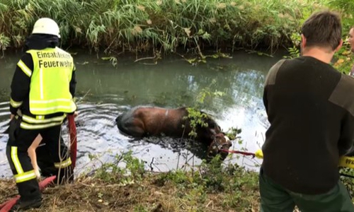 Das Pferd steckte im Schlamm fest. Fotos: Feuerwehr Lehre