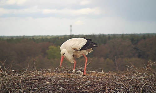 Ein Storch mit seiner Aufzucht. Foto: Bärbel-Rogoschik