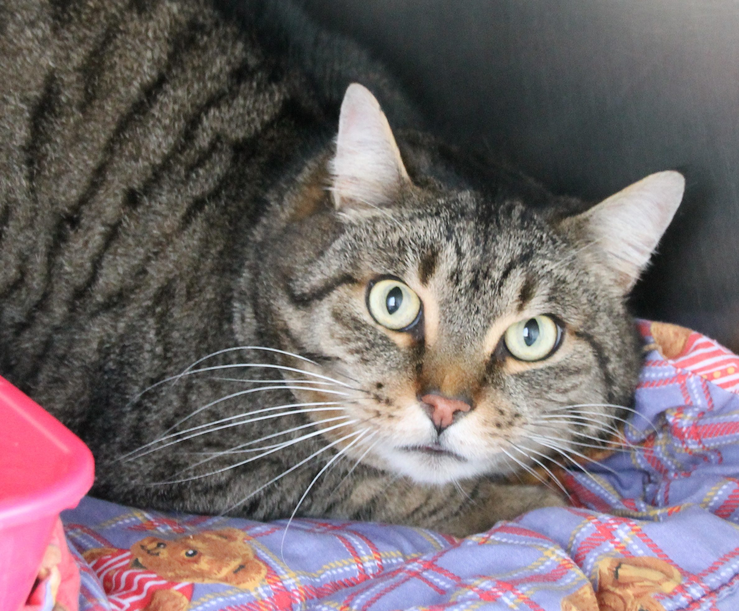 Stattlicher Kater sucht neues Zuhause | regionalHeute.de