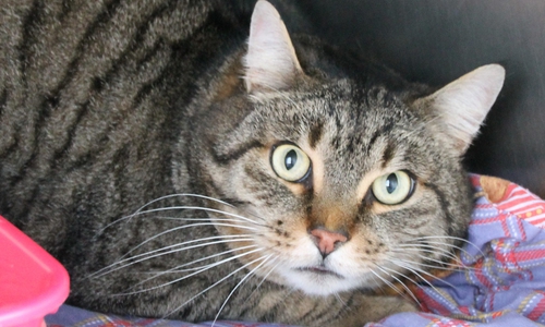 Wochenlang streunte er durch Gifhorn. Nun hat sich das Tierheim dem Kater angenommen und sucht für ihn ein neues Zuhause. Foto: Tierheim Gifhorn