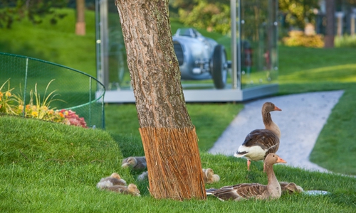 Die Gänse fühlen sich wohl in der Autostadt. Foto: Autostadt Wolfsburg/ Jörg Modrow