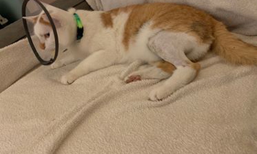 Nach der Operation befindet sich Kater Mikesch auf dem Wege der Besserung. Foto: Privat