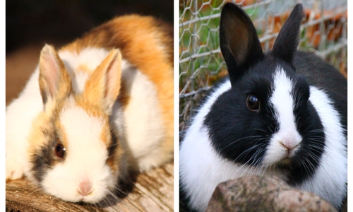 Mini-Mona (li.) und Vespa sind Geschwister und drei Monate alt. Foto: Tierschutzzentrum Ribbesbüttel