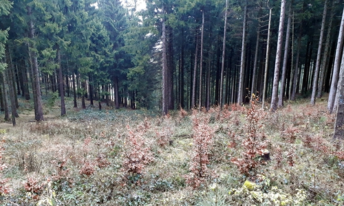 Im Stadtwald pflanzt der Stadtforst Goslar vermehrt Laubbäume, um den Folgen des Klimawandels entgegenzuwirken. Foto: Stadt Goslar