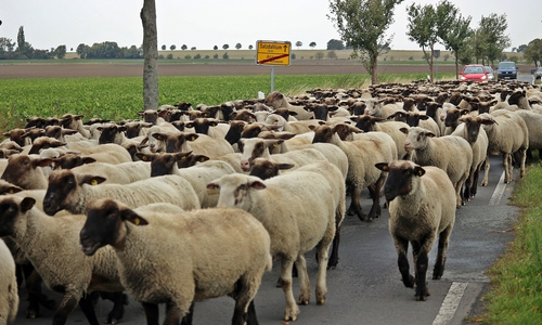 Ein nicht alltäglicher Anblick: 400 Schafe auf der Landstraße. Foto: Heinz-Jürgen Lingelbach