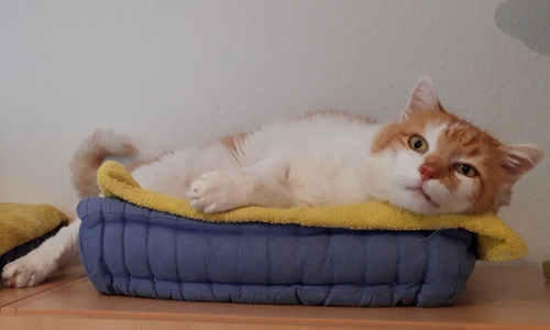 Katze Tobi, elf Jahre alt.
Foto: Tierschutzverein Gifhorn und Umgebung