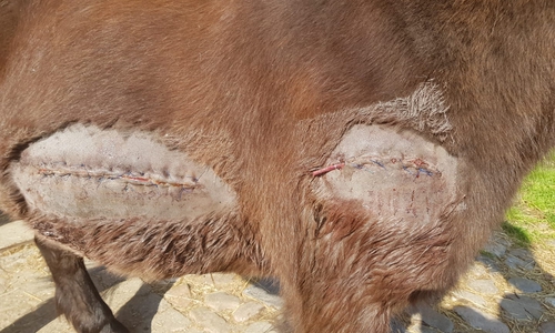 So übel wurde das Pony vom Täter zugerichtet. Foto: Melanie Beischall