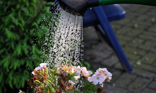 Flüchtlingen zum Blumengießen abstellen? Symbolfoto: Pixabay