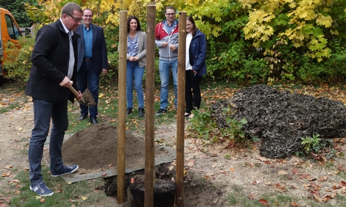 Der Ginko-Baum wird eingepflanzt. Foto: Regionale EnergieAgentur e.V. (REA)