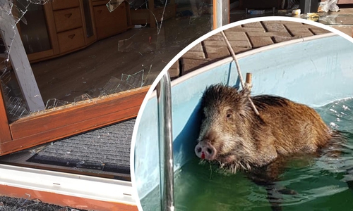 Das kleine Wildschwein wurde so schwer verletzt, dass es letztlich von seinem Leid erlöst werden musste. Fotos/Video: Aktuell24 (BM)/Niklas Gakenholz