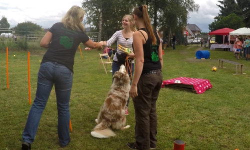 Auch in den vergangenen Jahren fand im Tierschutzverein ein Sommerfest statt. Fotos: Tierschutzverein Gifhorn und Umgebung e.V.