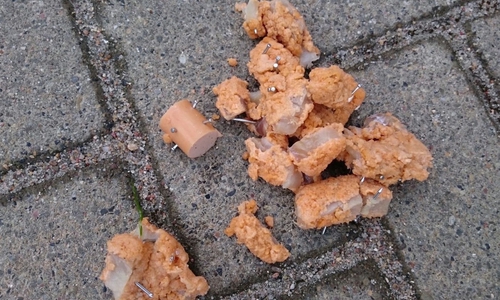 Fleisch und Wurststücke gespickt mit Nadeln. Foto: Polizei Schöppenstedt