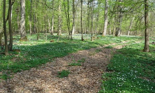 Das Niedersächsische Forstamt Wolfenbüttel lädt zu einer Wanderung durch den Elm. Foto: Landesforsten