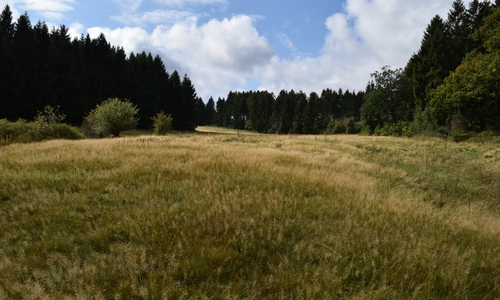 Hohe Temperaturen und kein Regen oder wenigstens Tau – der Boden war lange Zeit zu trocken zum Mähen. Foto: Stadt Goslar