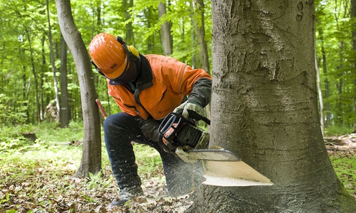 Baumarbeiten im Elz. Foto: Landesforsten