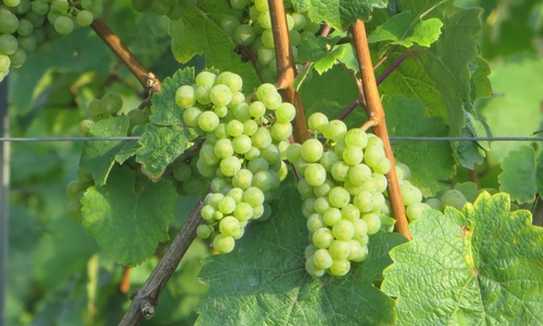 Der nächste Gästeabend der Weinbruderschaft steht vor der Tür. Symbolfoto: Privat