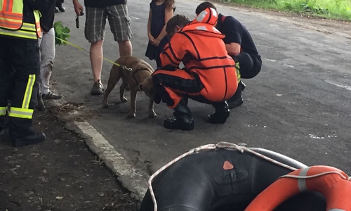 Der Hund Hugo bedankte sich bei seinem Retter. Fotos/Video: Nino Milizia