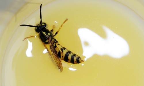 Getränke sollten im Sommer immer abgedeckt werden. Foto: NABU