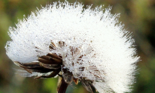 Eine Pusteblume. Das Symbol für Sensibilität.
Foto: Ayla Münsterberg