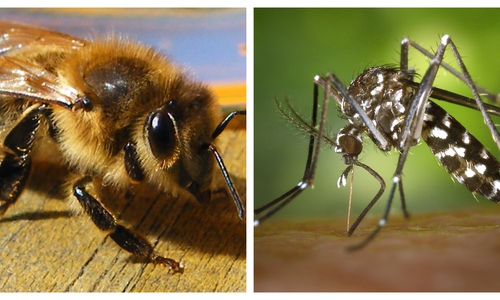 Die fleißige Honigbiene und die gefürchtete Asiatische Tigermücke. Symbolfotos: Anke Donner/pixabay