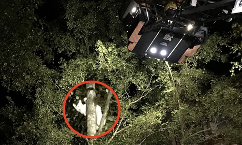 Per Drehleiter konnte die Katze gerettet werden. Foto: Feuerwehr Braunschweig