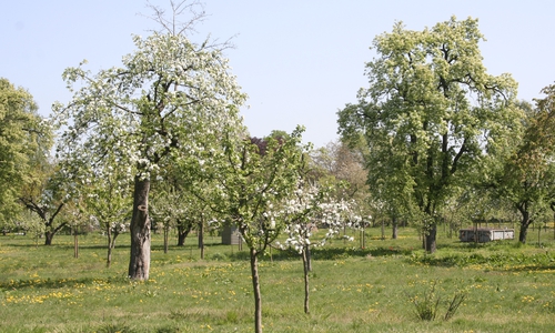 In Hornburg findet ein Kurs der NABU statt, wie Obstbäume richtig geschnitten werden. NFoto: Helge May. 